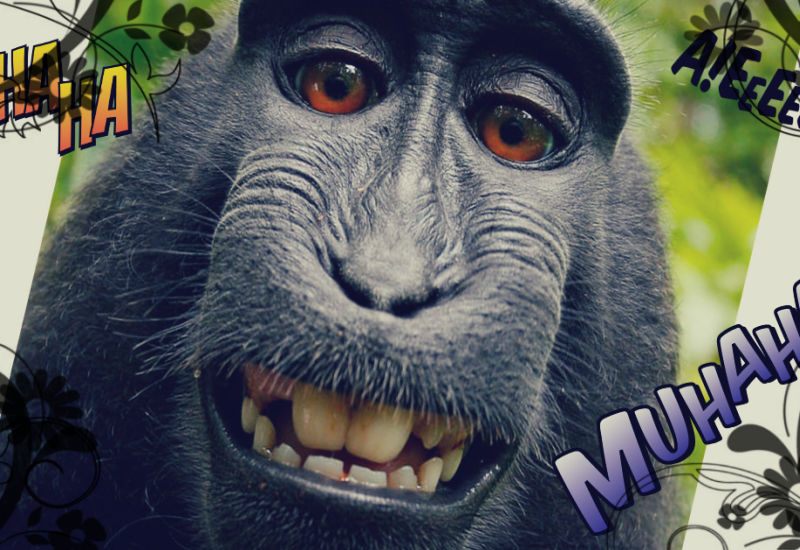 Monkey Selfie - czy małpa może posiadać prawa autorskie?
