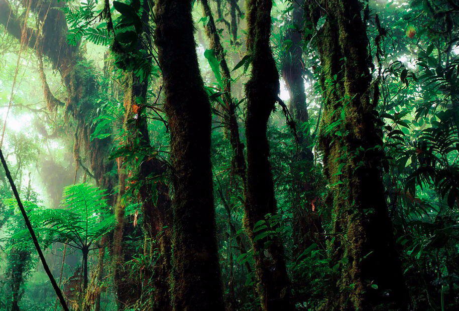 Rainforest